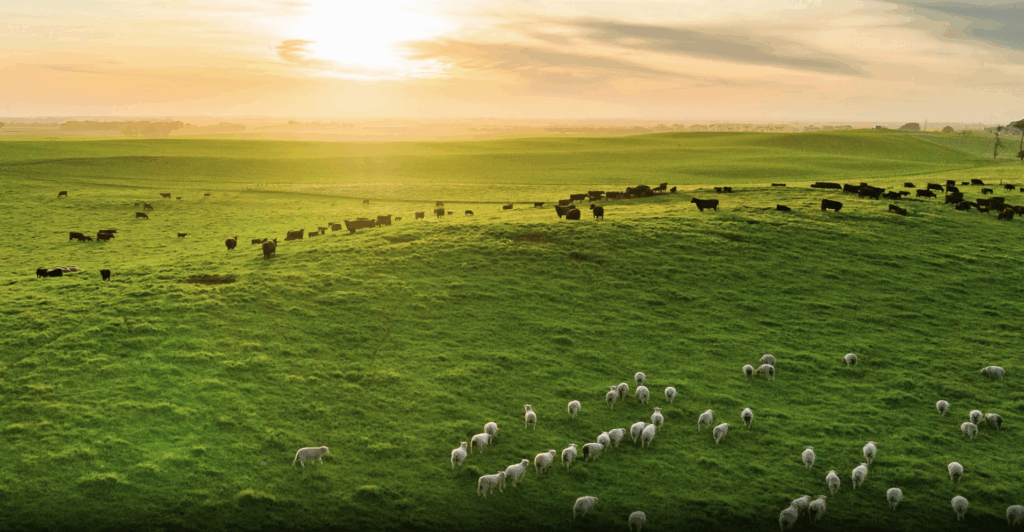 Seller Spotlight on Thomas Farms: The Power of a Reliable Wholesale Partner